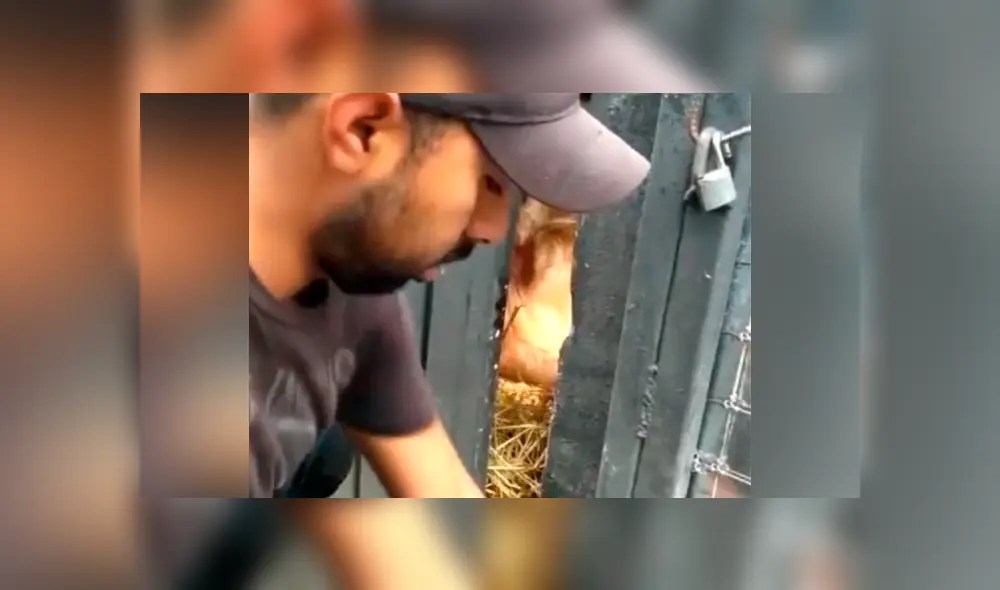 Un video viral de YouTube registró el momento en que un novato cuidador de leones alimenta a uno de los depredadores.