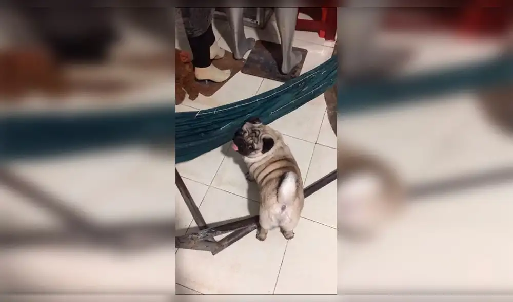 Facebook: Perro decide ir a dormir, prepara su cama y conmueve a miles [VIDEO]