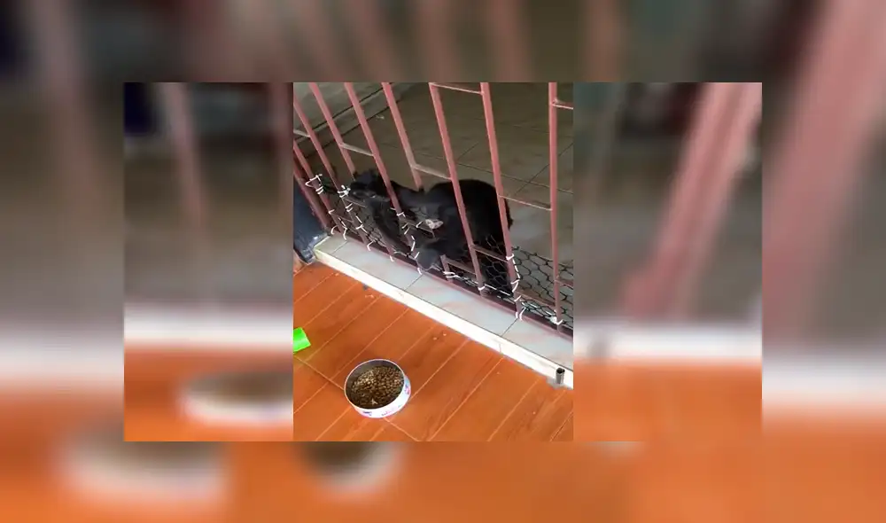 Facebook viral: travieso perro intenta cruzar reja y gato hace esto por ayudarlo [VIDEO]