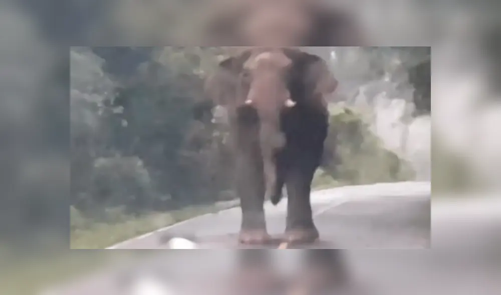 En Facebook, un joven recorría una carretera para cumplir con su jornada laboral, pero fue sorprendido por un gigantesco elefante. En Facebook, un joven recorría una carretera para cumplir con su jornada laboral, pero fue sorprendido por un gigantesco elefante.