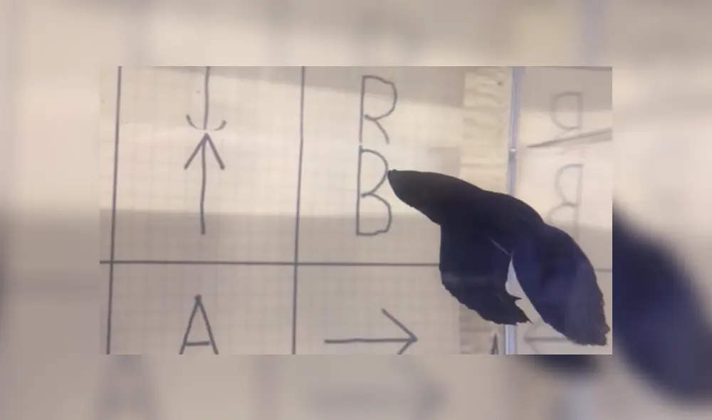 Desliza para ver los detalles del video viral publicado en YouTube. Foto: Captura.