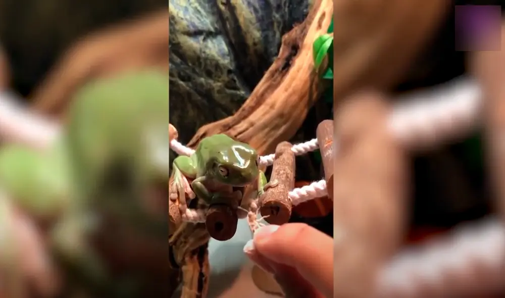 Desliza las imágenes para conocer a la furiosa rana que le mordió el dedo a su dueña. Foto: YouTube