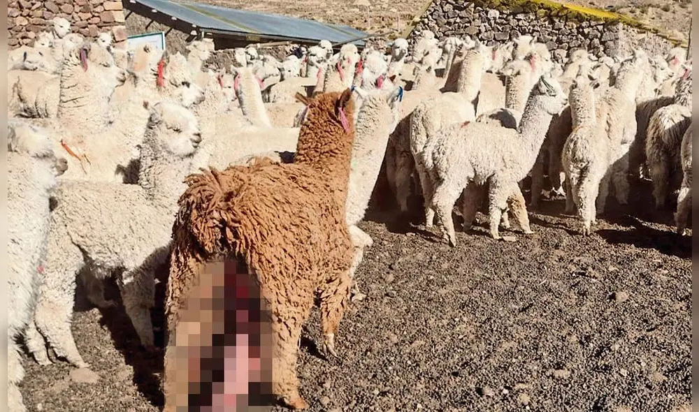 1. sin alimentos. Ganado camélido muere por inanición. Faltan pastos y agua para beber. 1. sin alimentos. Ganado camélido muere por inanición. Faltan pastos y agua para beber.