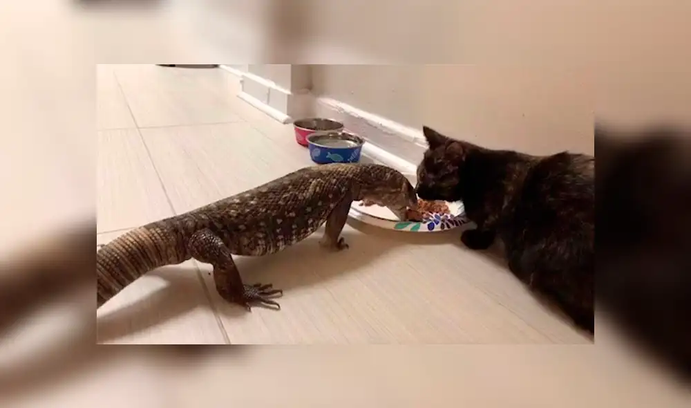 Desliza las imágenes para apreciar la singular amistad entre un felino y un reptil que sorprendió a su dueña. Desliza las imágenes para apreciar la singular amistad entre un felino y un reptil que sorprendió a su dueña.