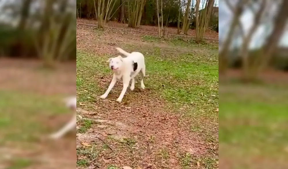 Desliza las imágenes para conocer a Lyla, la perrita que perdió la vista y el oído, pero a pesar de ello, ofrece mucho amor. Foto: captura de Facebook