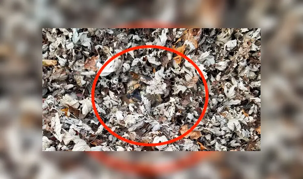 Intenta encontrar al gato oculto entre la enorme pila de hojas secas.