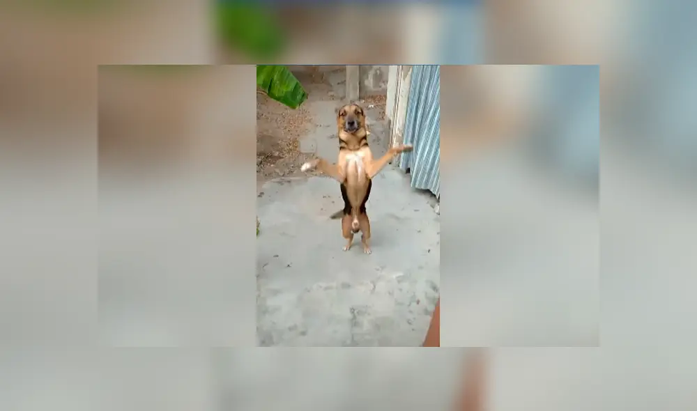 Desliza las imágenes para conocer la emotiva acción de un perro cuando su dueño regresa a casa. Desliza las imágenes para conocer la emotiva acción de un perro cuando su dueño regresa a casa.