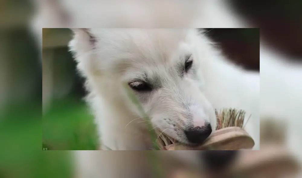 YouTube viral: pensó que su pequeña mascota era un perro, al conocer la verdad queda aterrada [VIDEO]
