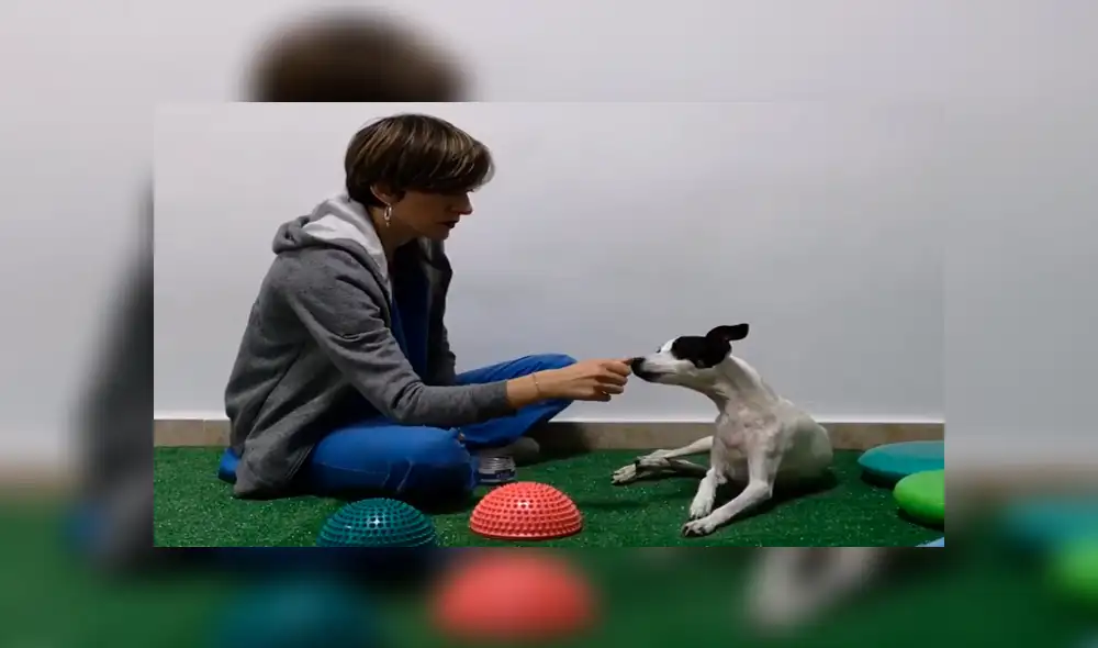 YouTube viral: Perro queda tetrapléjico, lo operan y vuelve a caminar gracias a terapia [VIDEO]