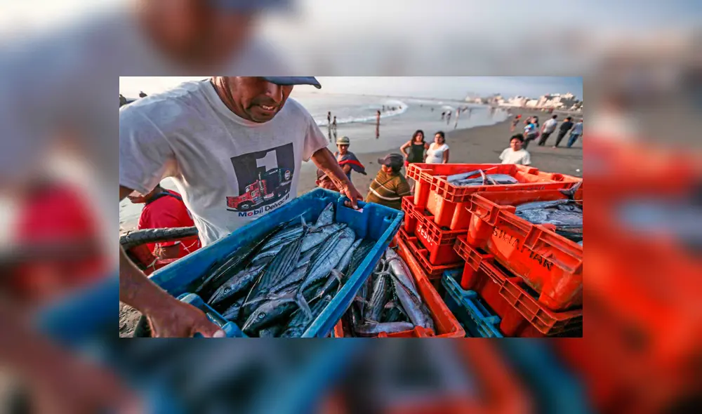 Produce: Suspenden temporalmente la extracción de merluza 