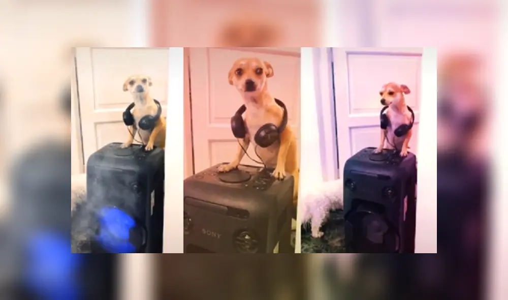 Desliza hacia la izquierda para ver más imágenes de esta divertida escena que ya es viral en TikTok. Desliza hacia la izquierda para ver más imágenes de esta divertida escena que ya es viral en TikTok.