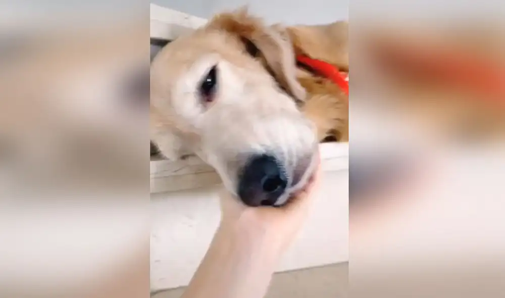 Desliza las imágenes para ver más detalles del conmovedor comportamiento de este perro que creyó que sería abandonado. Foto: captura de TikTok