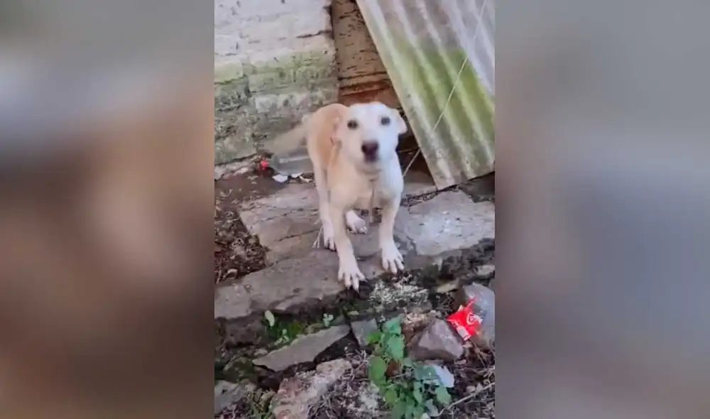 Desliza las imágenes para ver la increíble transformación que experimentó este perrito callejero tras ser rescatado. Fotocaptura: Kathia Acosta /TikTok Desliza las imágenes para ver la increíble transformación que experimentó este perrito callejero tras ser rescatado. Fotocaptura: Kathia Acosta /TikTok