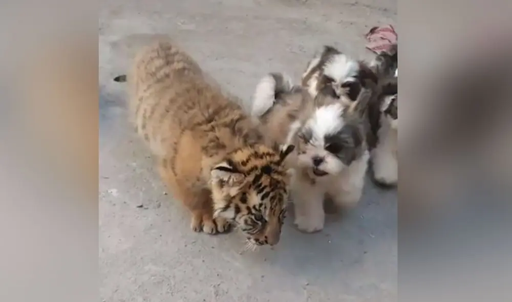 Desliza las imágenes para ver más imágenes sobre esta tierna escena que cautivó a usuarios en redes sociales. Foto: captura de TikTok Desliza las imágenes para ver más imágenes sobre esta tierna escena que cautivó a usuarios en redes sociales. Foto: captura de TikTok
