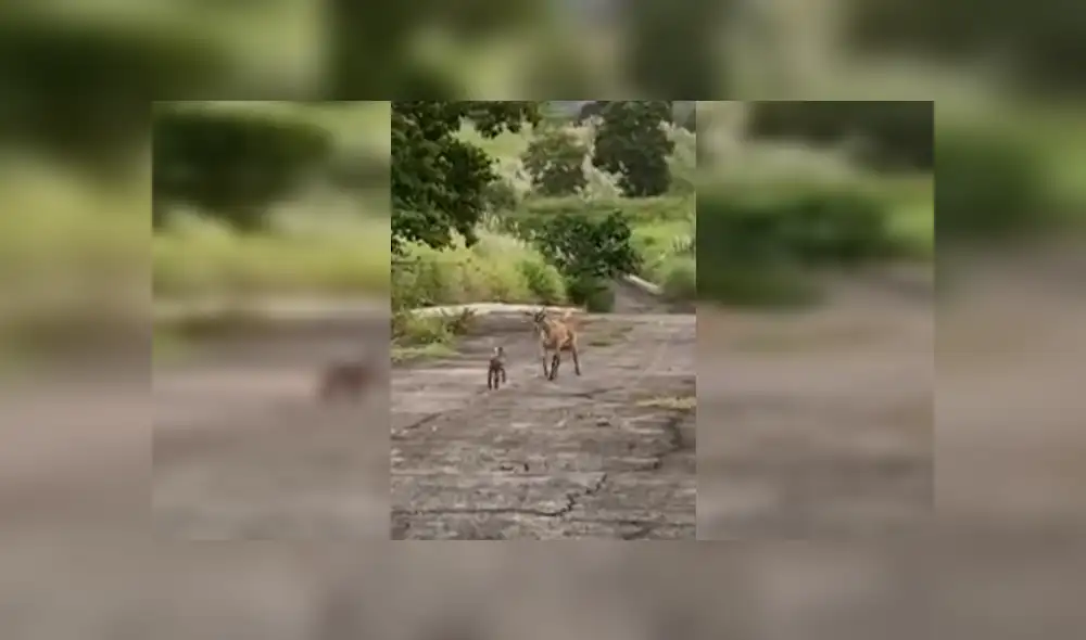 Desliza las imágenes hacia la izquierda para observar el emotivo encuentro entre una cabra y su bebé. Fotocaptura: Clarín. Desliza las imágenes hacia la izquierda para observar el emotivo encuentro entre una cabra y su bebé. Fotocaptura: Clarín.