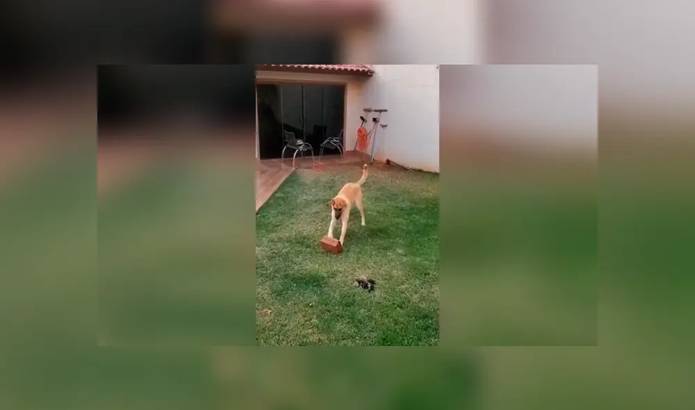 Desliza las imágenes hacia la izquierda para conocer la divertida escena protagonizada por un perro. Fotocaptura: Facebook.
