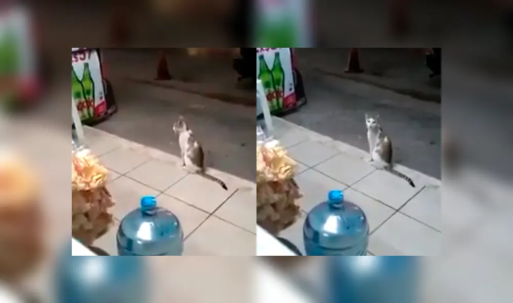 Desliza para ver el desenlace de este video viral publicado en Facebook. Foto: Captura.