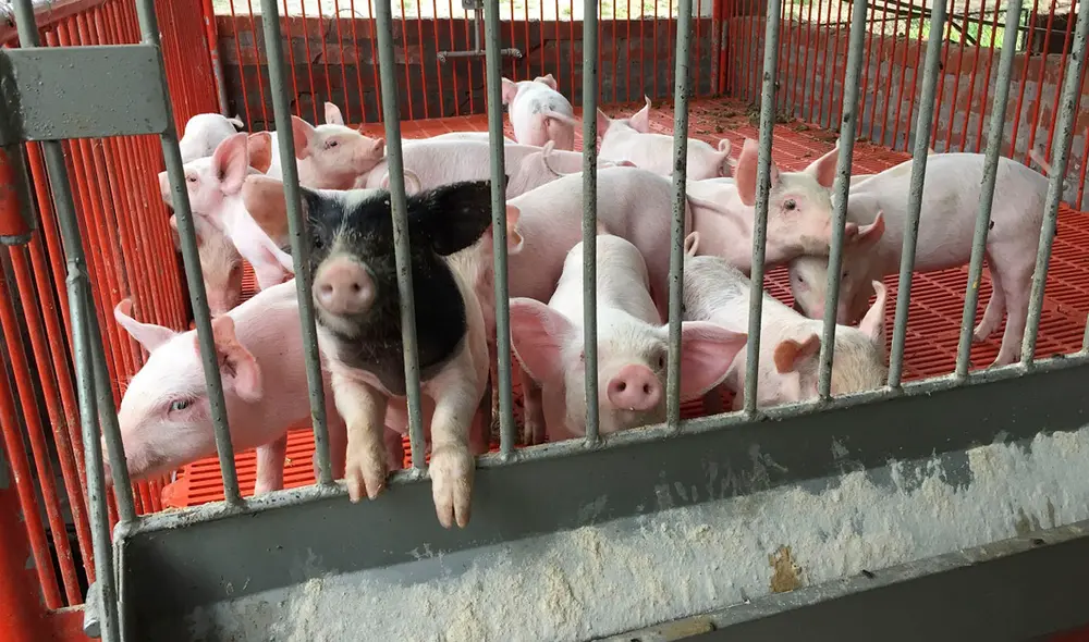 El proyecto consta de técnicas de crianza y reproducción. Foto: INIA. El proyecto consta de técnicas de crianza y reproducción. Foto: INIA.