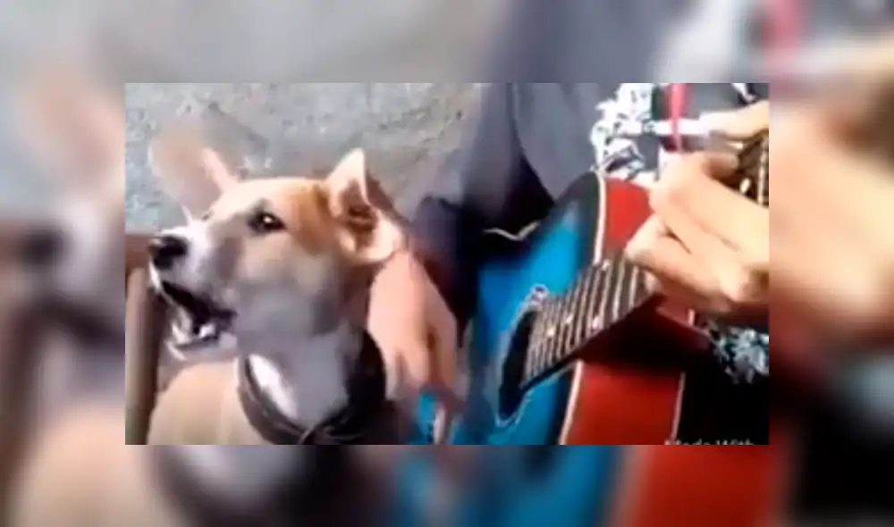 Facebook viral: niño prepara tierna serenata con su perro y conmueven a usuarios [VIDEO]