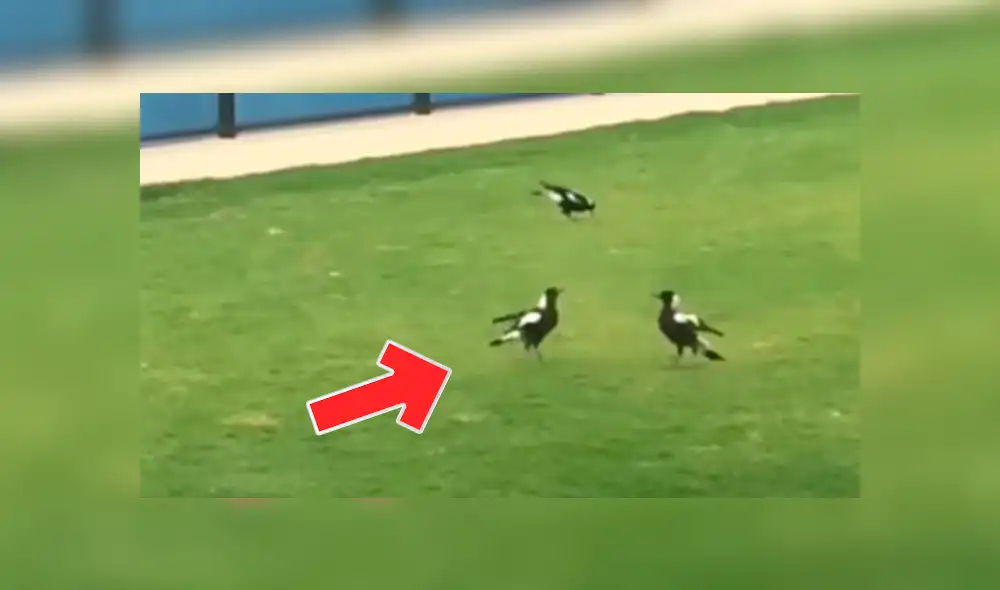 YouTube: urracas se salen de control y tienen brutal pelea frente a todos YouTube: urracas se salen de control y tienen brutal pelea frente a todos