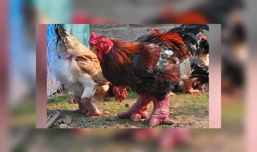 Facebook viral: encuentra gallo con patas de ‘dragón’, lo revisa y descubre el secreto de su extraño aspecto. Foto: lavozdelmuro Facebook viral: encuentra gallo con patas de ‘dragón’, lo revisa y descubre el secreto de su extraño aspecto. Foto: lavozdelmuro