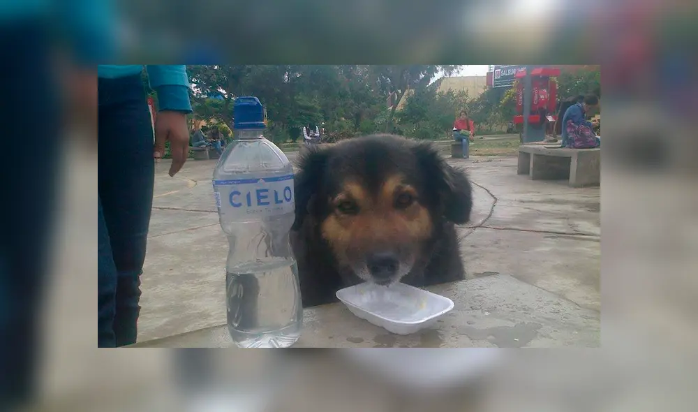 Facebook: alumnos de la UNMSM comparten fotografías inéditas de 'Perrovaca' [FOTOS]