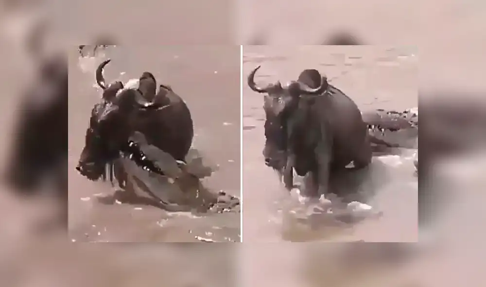 YouTube viral: Hambriento cocodrilo mordisquea a ñu por la cola, lo suelta y deja lesionado [VIDEO] 