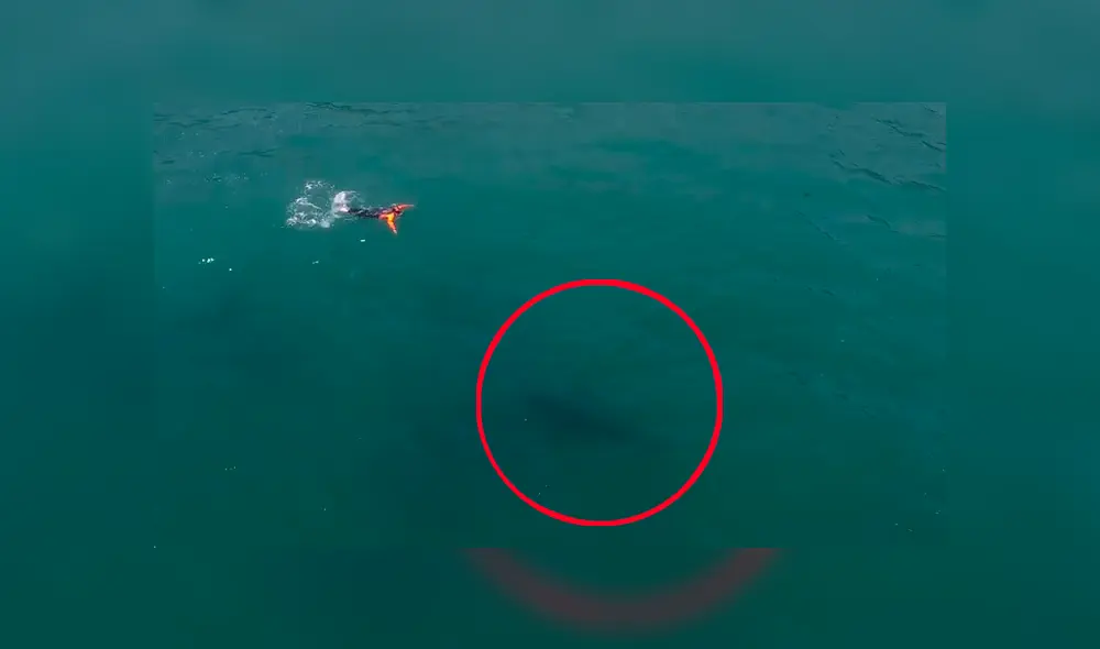 Un video viral en YouTube mostró el preciso instante en que un hombre se topa ‘cara a cara’ con una enorme criatura marina y ocurre lo insólito. Un video viral en YouTube mostró el preciso instante en que un hombre se topa ‘cara a cara’ con una enorme criatura marina y ocurre lo insólito.