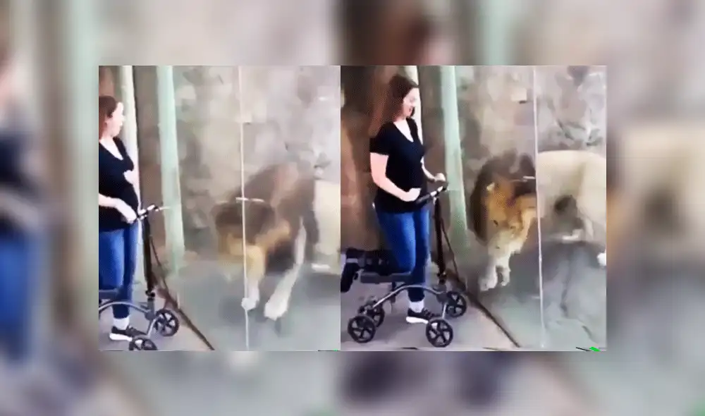 Facebook: fiero león ve a mujer embarazada y su reacción asombra VIDEO]