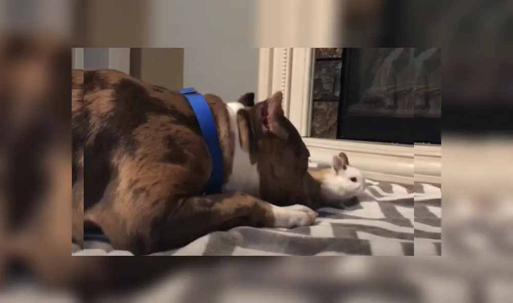 Desliza las imágenes para ver más sobre esta tierna escena entre un perro pitbull y un conejo bebé.