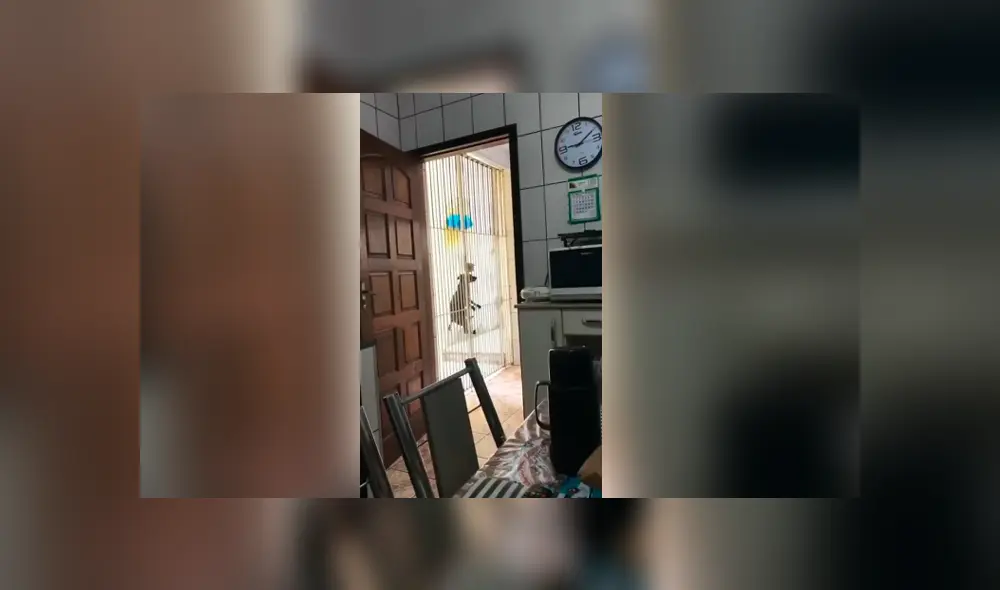 Facebook viral: coloca cámara de seguridad y descubre lo que hace su perro en su ausencia Facebook viral: coloca cámara de seguridad y descubre lo que hace su perro en su ausencia