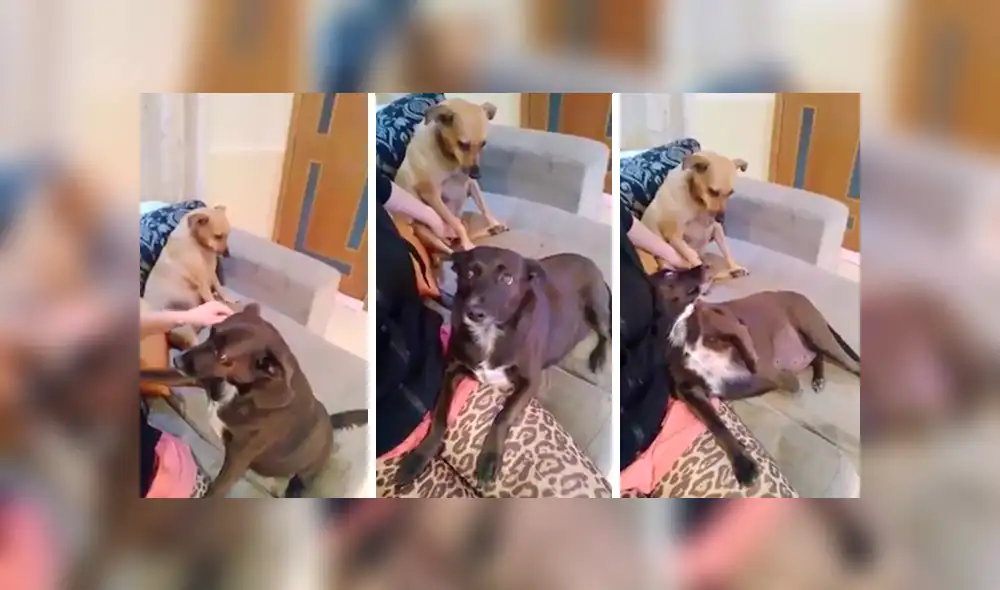 YouTube viral: Perro se pone celoso al ver que su dueña le da cariño a la nueva mascota [VIDEO]