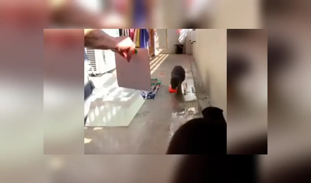 Desliza las imágenes hacia la izquierda para conocer las habilidades de unas nutrias en el básquet. Desliza las imágenes hacia la izquierda para conocer las habilidades de unas nutrias en el básquet.