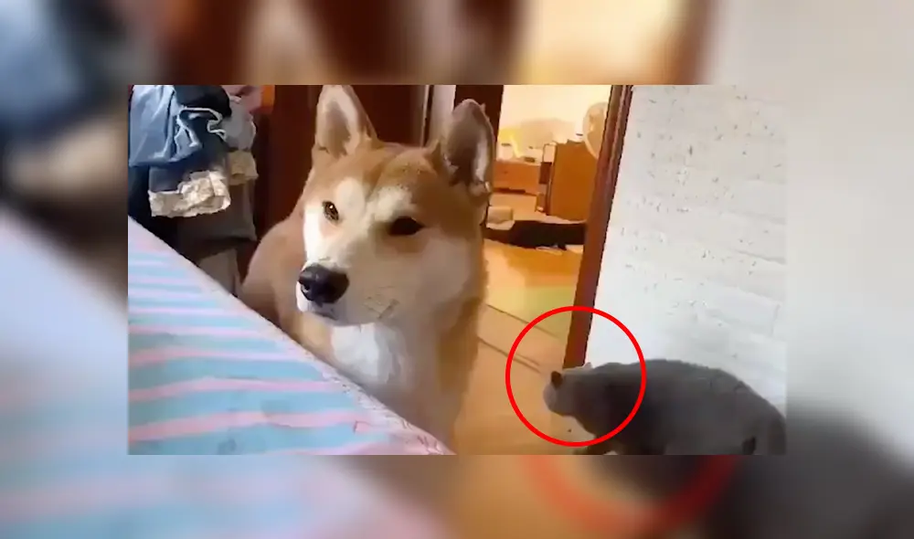 Desliza a la izquierda para conocer más sobre este nuevo video viral de YouTube. Foto: Captura. Desliza a la izquierda para conocer más sobre este nuevo video viral de YouTube. Foto: Captura.