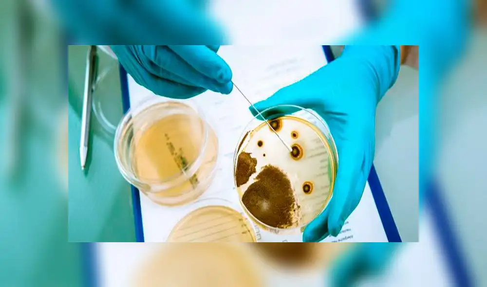 Cinco muertos tras comer sándwiches con listeria en hospitales de Inglaterra