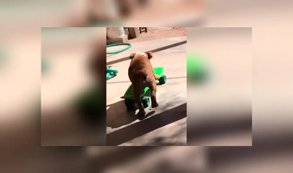 Desliza las imágenes hacia la izquierda para observar el esfuerzo de un perro para aprender a manejar una patineta.