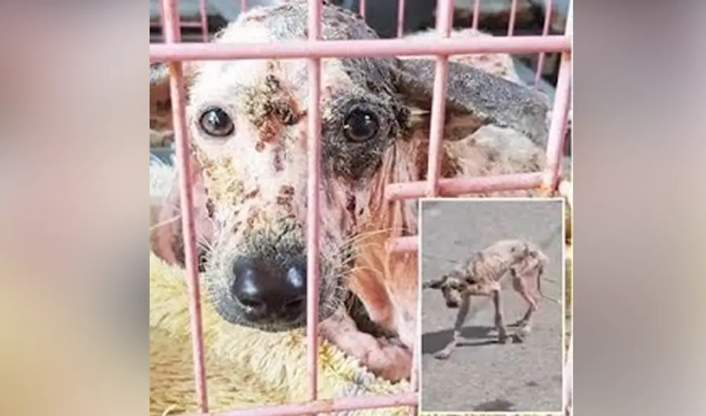 Desliza hacia la izquierda para ver las imágenes del video viral. Foto: captura de YouTube. Desliza hacia la izquierda para ver las imágenes del video viral. Foto: captura de YouTube.