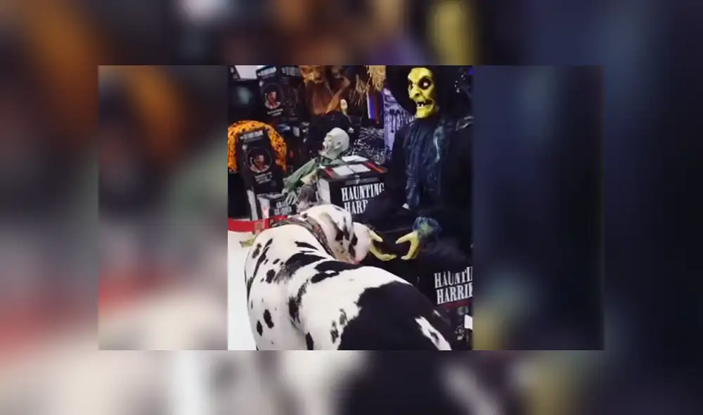 YouTube: Perro encuentra aterradora "criatura" y tiene el susto de su vida