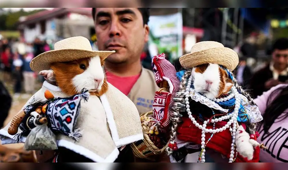 Cajamarca: en festival turístico eligen a Miss y Mister Cuy [VIDEO]
