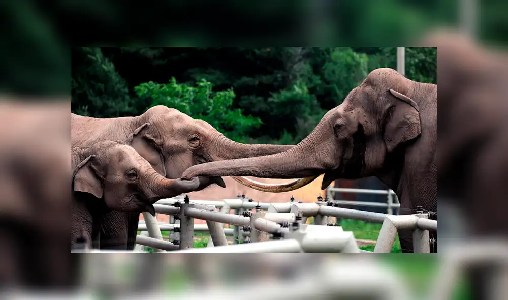 Elefante de 2 toneladas de peso aplasta a su cuidador ante la presencia del público