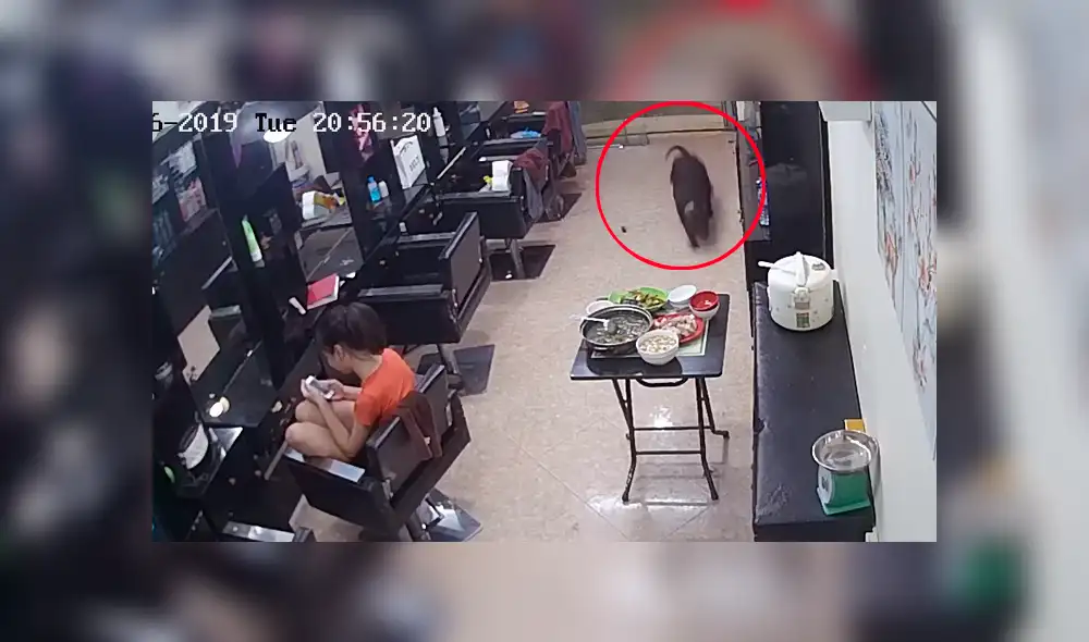Una cámara captó en un video viral de Facebook el amargo momento que vivió una chica tras quedarse sin cena por la aparatosa entrada de su mascota al salón de belleza.