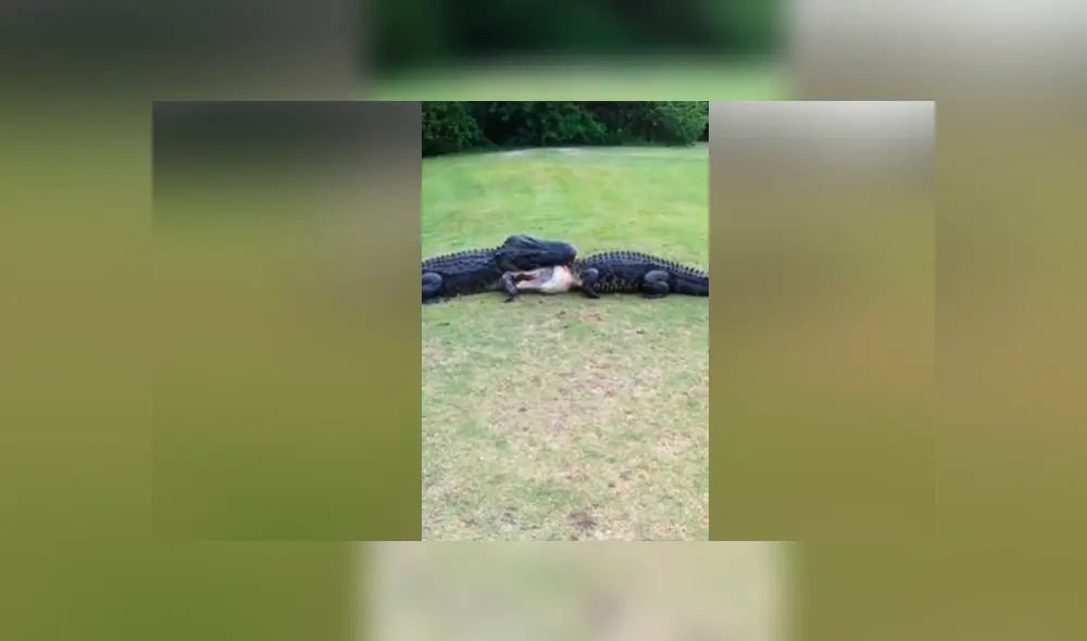 YouTube viral: capta brutal pelea entre hambrientos cocodrilos y terrible final sorprende en redes