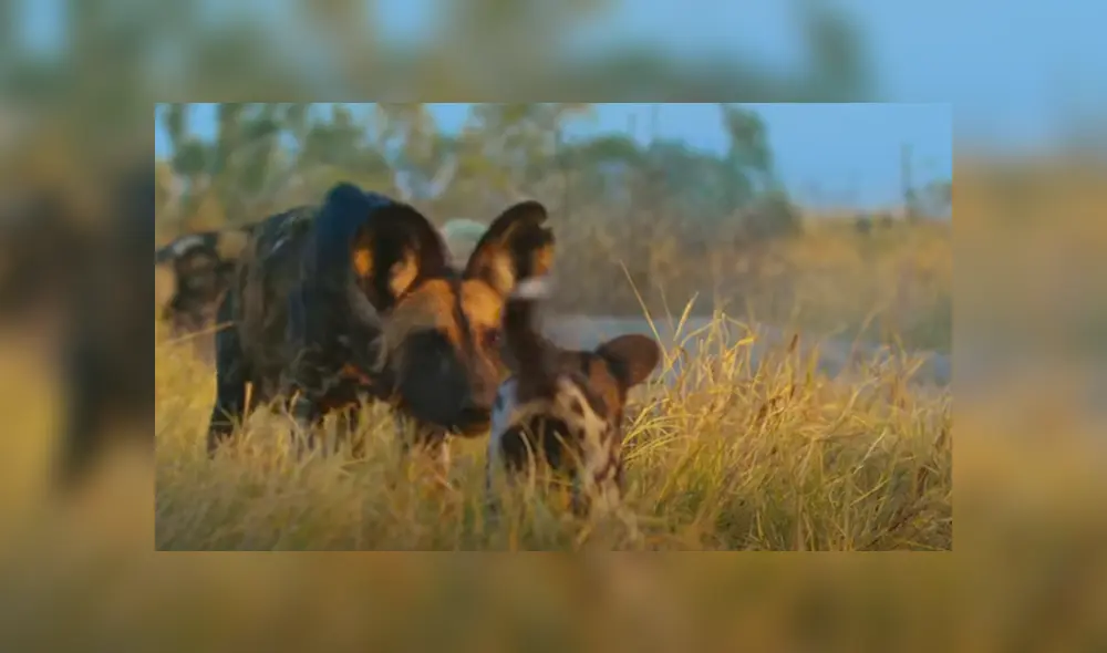 Desliza hacia la izquierda para ver las imágenes del viral de YouTube.