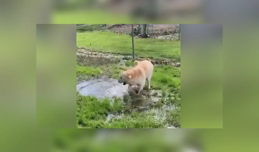 La perrita se topó con un charco de agua y no dudó en entrar a jugar. Foto: Facebook La perrita se topó con un charco de agua y no dudó en entrar a jugar. Foto: Facebook