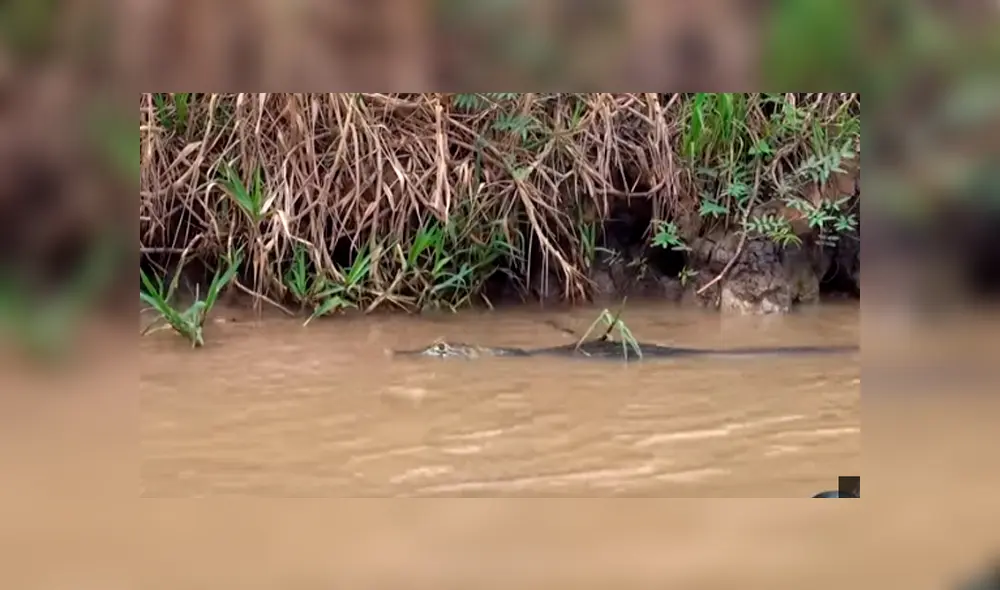 Desliza hacia la izquierda para ver el brutal enfrentamiento de los reptiles que se ha vuelto viral en YouTube. Desliza hacia la izquierda para ver el brutal enfrentamiento de los reptiles que se ha vuelto viral en YouTube.