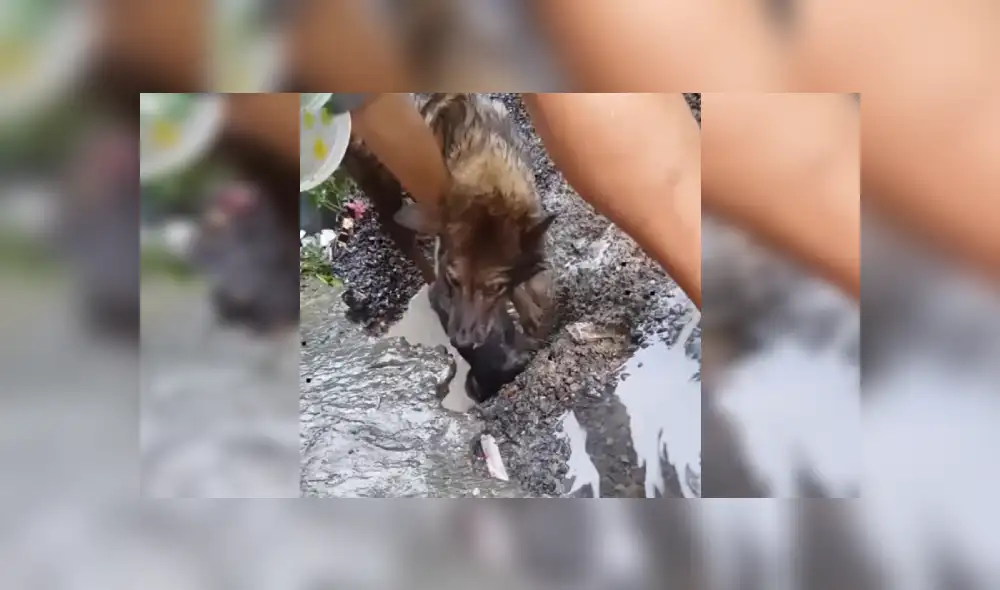 Desliza las imágenes hacia la izquierda para apreciar la valiente acción de una perrita para rescatar a su cría. Foto: Captura.