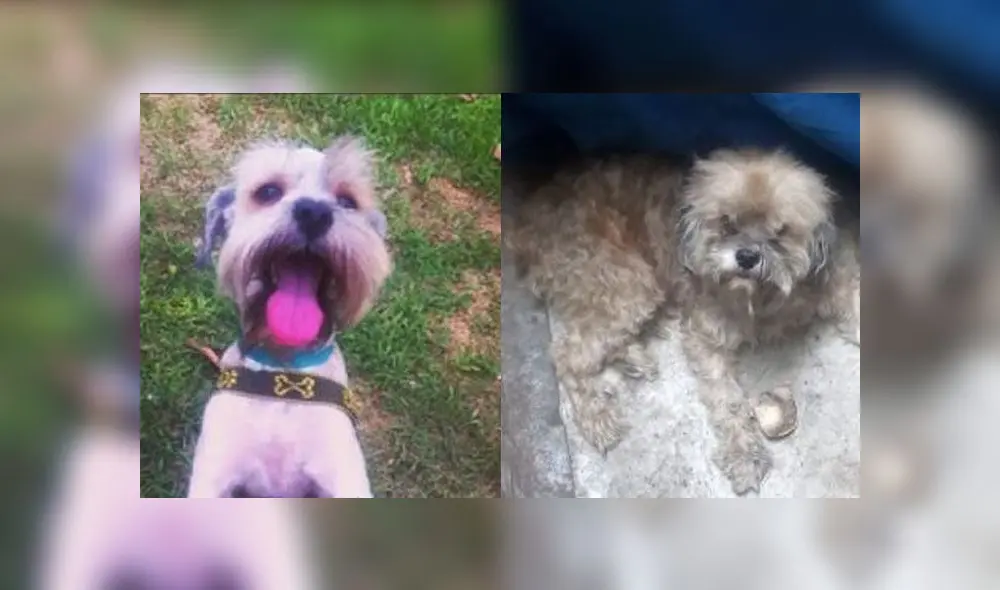 Foto: Composición Foto: Composición