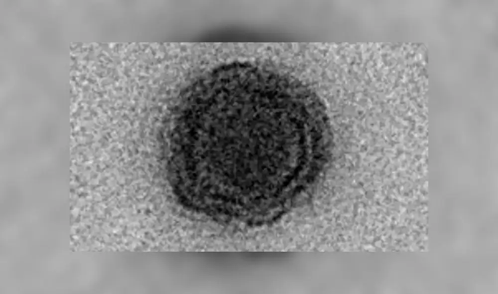 Imagen captada de un virión de Yaravirus aislado. Fuente: BioRXiv. Imagen captada de un virión de Yaravirus aislado. Fuente: BioRXiv.