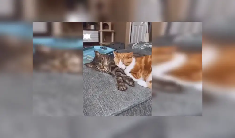 Desliza las imágenes para apreciar el tierno abrazo que le dio un gato a su ‘amigo’ al percatarse que estaban solos. Fotocaptura: Facebook.