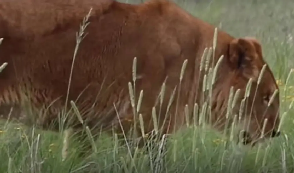 Ambos leones estuvieron trabajando en un circo durante ocho años. Foto: Captura/YouTube/TheDodo